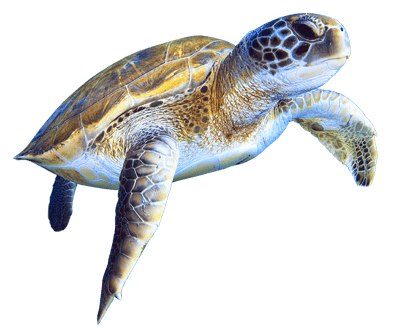 tortuga marina en aquarium
