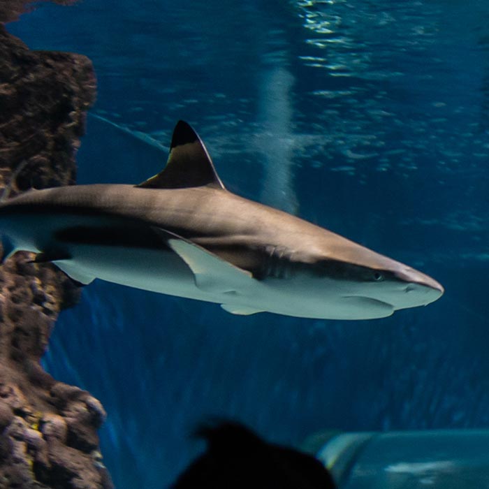 Buceo con tiburones en el Acuarium Lanzarote