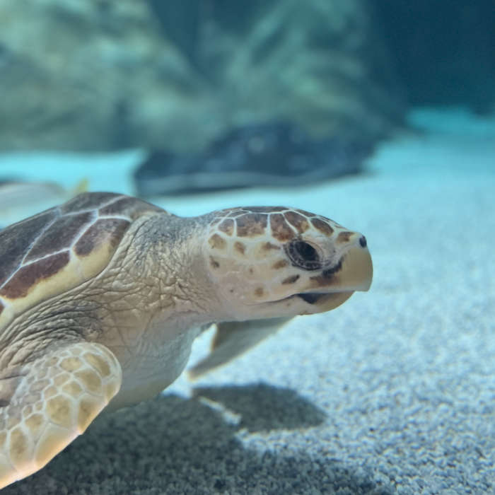 centro rescate tortugas lanzarote