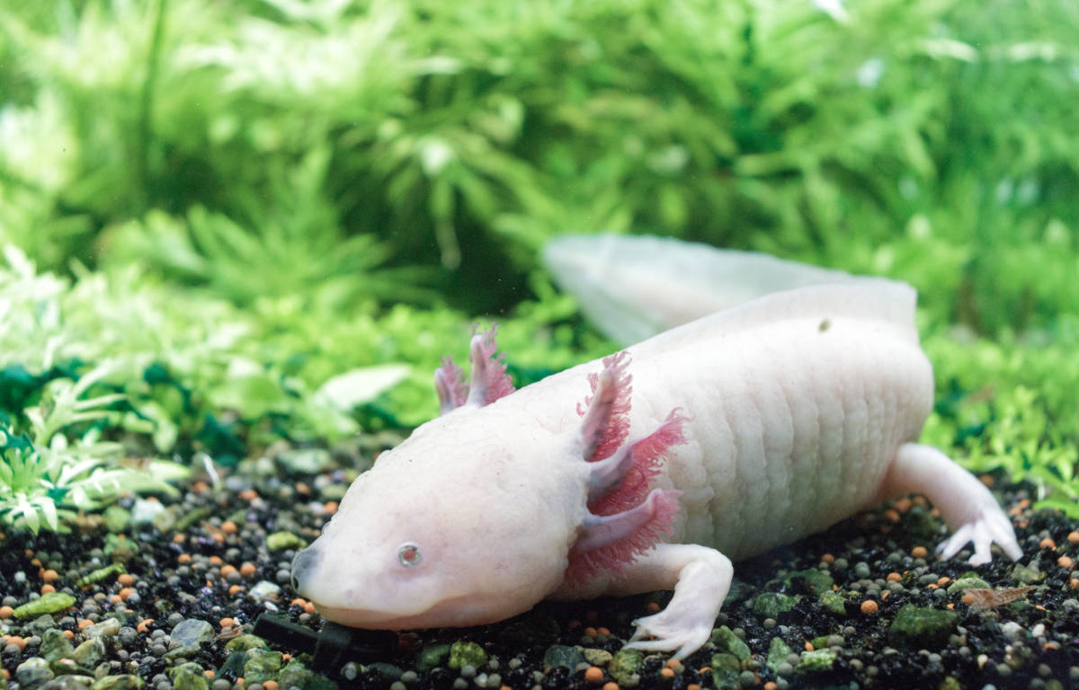Ajolote Aquarium Lanzarote