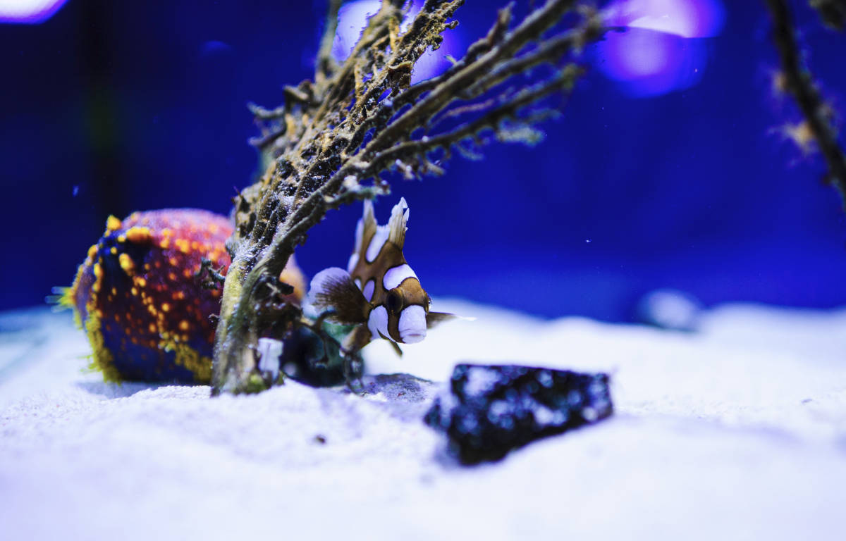 Navidad en aquarium lanzarote
