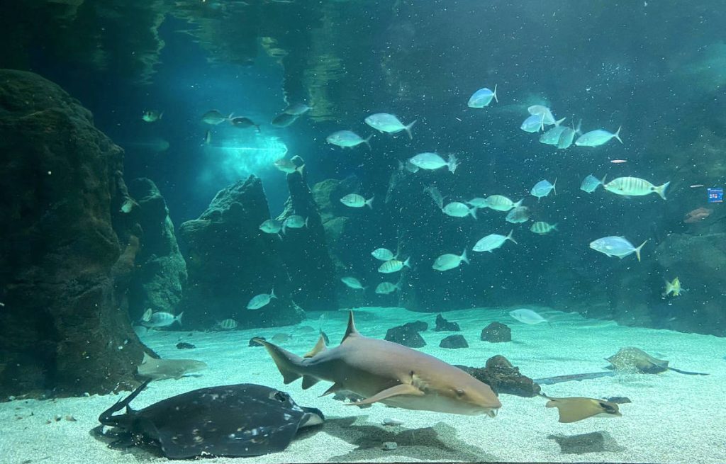 Guia Aquarium Lanzarote 2026